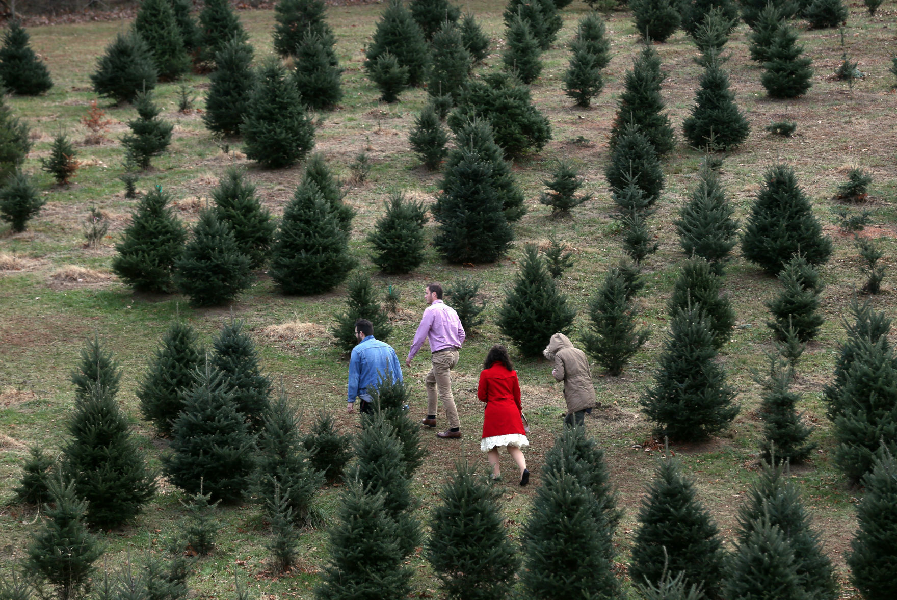 Josh Hodges, Matt Conner, Amber Conner and Connor Hughes walk among the trees at Hamill Christmas Tree Farm